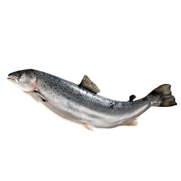 Norwegian whole Salmon (5-6 kg)